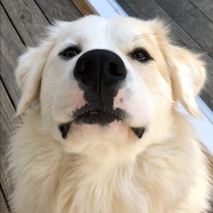 Meet your Posher, Traci